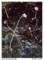 Utricularia purpurea Walt.