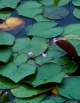 Utricularia purpurea Walt.