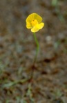 Utricularia subulata L.