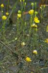Utricularia subulata L.