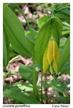 Uvularia grandiflora Sm.