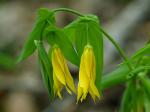 Uvularia grandiflora Sm.