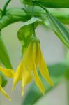 Uvularia grandiflora Sm.