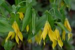 Uvularia grandiflora Sm.