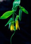 Uvularia grandiflora Sm.