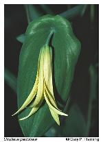 Uvularia perfoliata L.