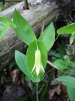 Uvularia perfoliata L.