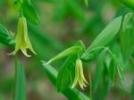 Uvularia perfoliata L.