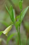 Uvularia puberula Michx.