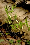 Uvularia puberula Michx.