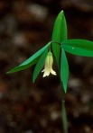 Uvularia sessilifolia L.