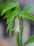 Uvularia sessilifolia L.