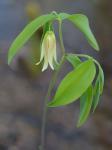Uvularia sessilifolia L.