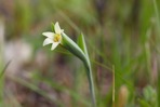 Uvularia sessilifolia L.