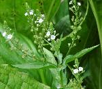 Veronica anagallis-aquatica L.