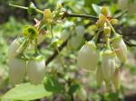 Vaccinium ×marianum S. Wats. (pro sp.)