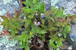 Vaccinium angustifolium Ait.