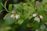 Vaccinium angustifolium Ait.
