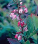 Vaccinium angustifolium Ait.