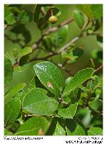 Vaccinium arboreum Marsh.