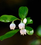 Vaccinium arboreum Marsh.