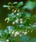 Vaccinium arboreum Marsh.