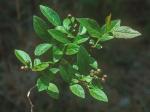 Vaccinium caesariense Mackenzie