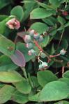 Vaccinium corymbosum L.
