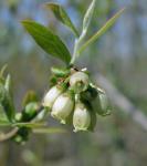 Vaccinium corymbosum L.