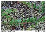 Vaccinium crassifolium Andrews ssp. crassifolium