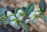 Vaccinium crassifolium Andrews ssp. crassifolium