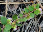 Vaccinium crassifolium Andrews ssp. crassifolium