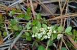 Vaccinium crassifolium Andrews ssp. crassifolium