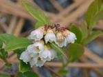 Vaccinium crassifolium Andrews ssp. crassifolium
