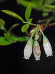 Vaccinium elliottii Chapman