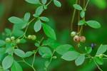 Vaccinium elliottii Chapman