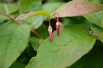 Vaccinium erythrocarpum Michx.