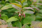 Vaccinium erythrocarpum Michx.