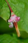 Vaccinium erythrocarpum Michx.