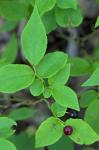 Vaccinium erythrocarpum Michx.