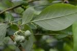 Vaccinium formosum Andr.