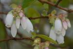 Vaccinium formosum Andr.