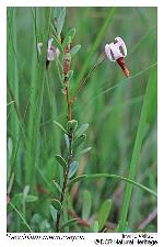 Vaccinium macrocarpon Ait.