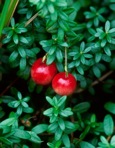 Vaccinium macrocarpon Ait.