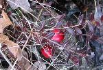 Vaccinium macrocarpon Ait.