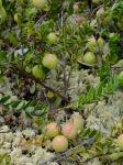 Vaccinium macrocarpon Ait.