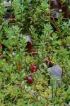 Vaccinium macrocarpon Ait.