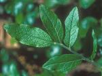 Vaccinium myrtilloides Michx.