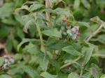 Vaccinium myrtilloides Michx.