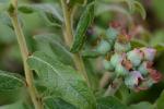 Vaccinium myrtilloides Michx.